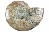 Cut & Polished Ammonite Fossil (Half) - Madagascar #364895-1